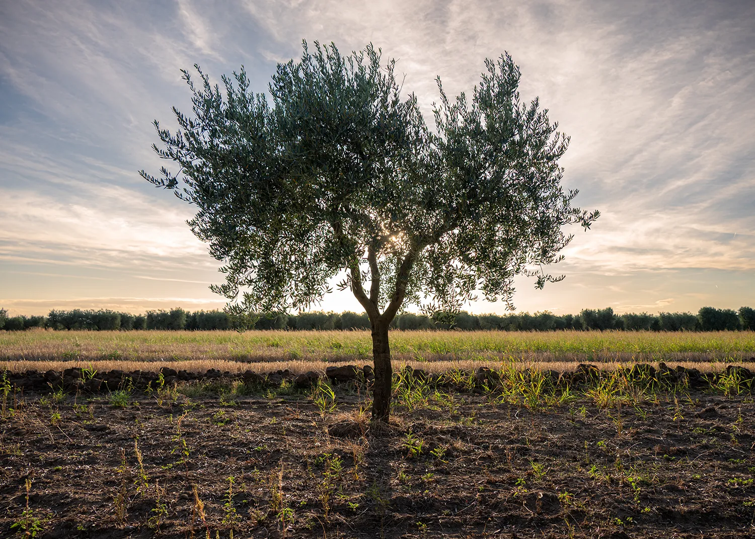 Albero di ulivo in contrasto al tramonto